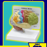 Half A Brain Model